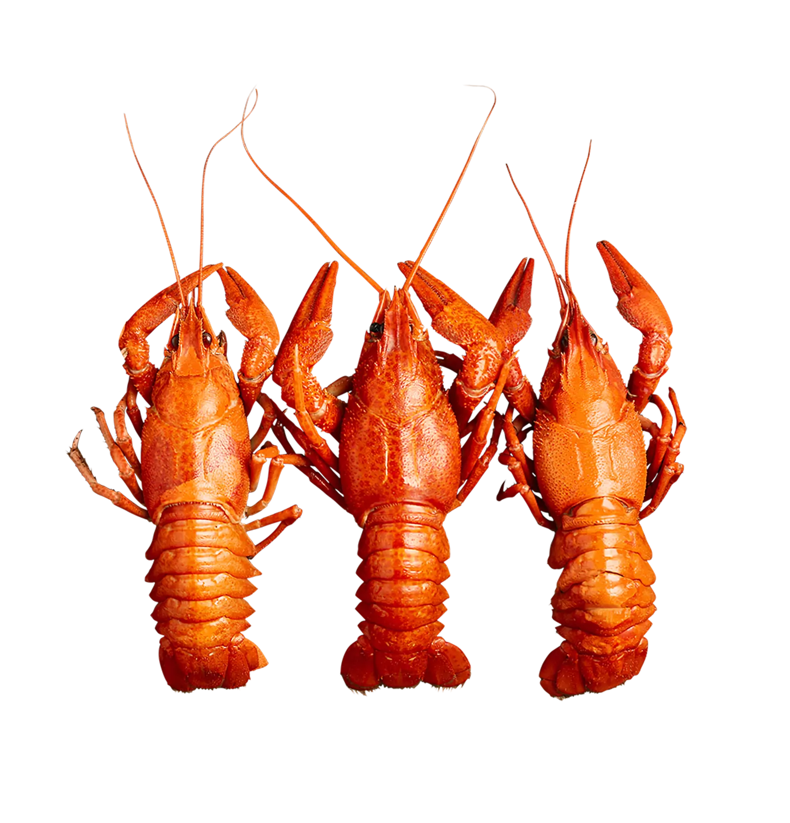 Set of three lobsters.
