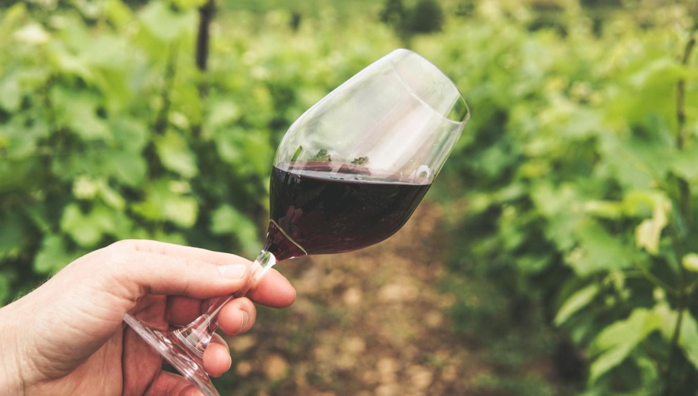 A glass of wine held before a vineyard.