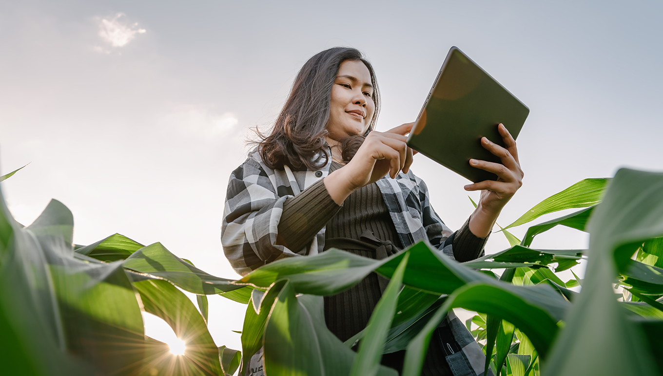 Woman looking at tablet in corn field.