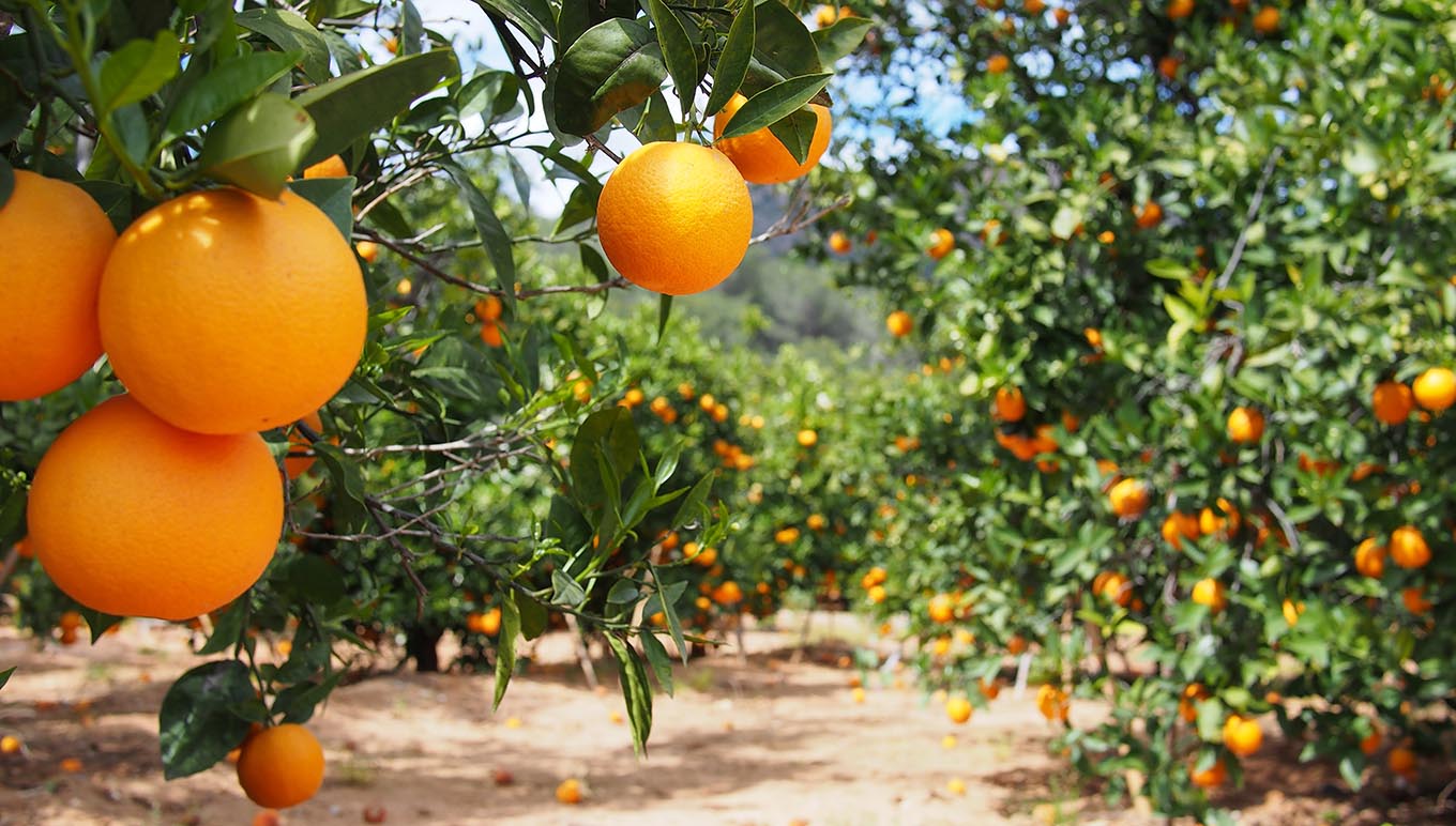 Orange orchard