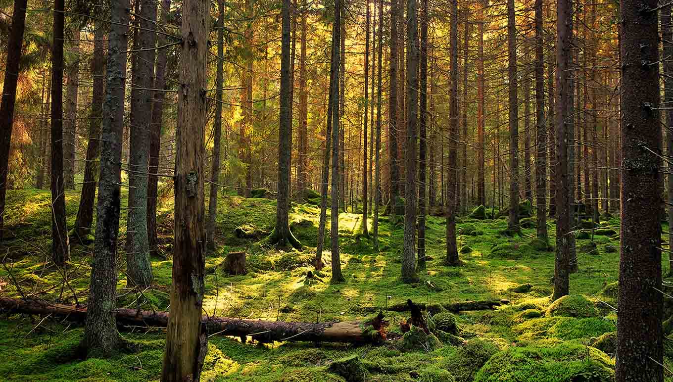 Forest
